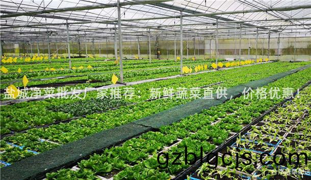 鹽(yan)城淨(jing)菜批(pi)髮廠(chang)傢(jia)推薦：新鮮蔬菜(cai)直供，價格(ge)優(you)惠(hui)！