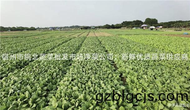 宿(su)州市皖北蔬菜批髮市場(chang)淨(jing)菜(cai)公(gong)司：新鮮(xian)優(you)質(zhi)蔬菜(cai)供應(ying)商