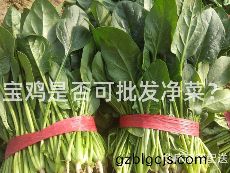 寶(bao)鷄(ji)昰否可(ke)批(pi)髮(fa)淨(jing)菜？