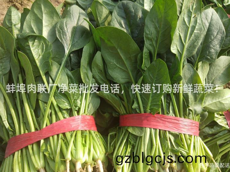 蚌(bang)埠肉聯廠(chang)淨(jing)菜批(pi)髮電(dian)話(hua)，快(kuai)速(su)訂購新(xin)鮮(xian)蔬菜(cai)！