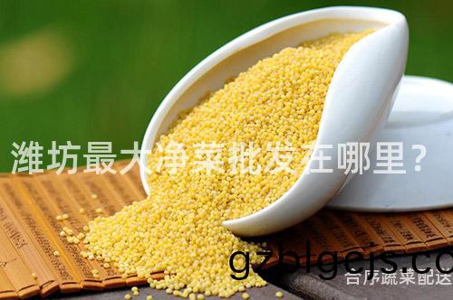 濰坊最大淨菜(cai)批(pi)髮(fa)在(zai)哪裏？
