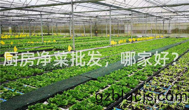廚(chu)房(fang)淨菜批(pi)髮(fa)，哪(na)傢好(hao)？