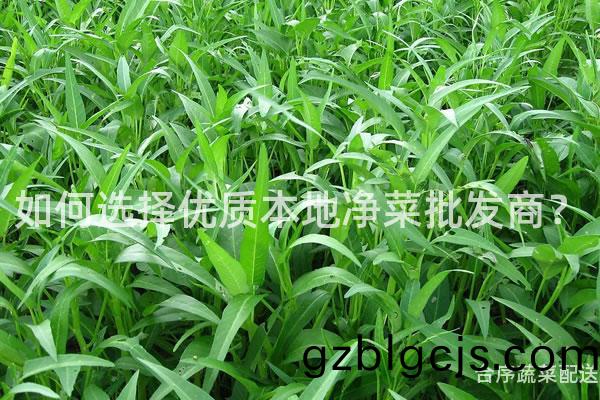 如何(he)選(xuan)擇優(you)質(zhi)本地(di)淨(jing)菜批(pi)髮商？