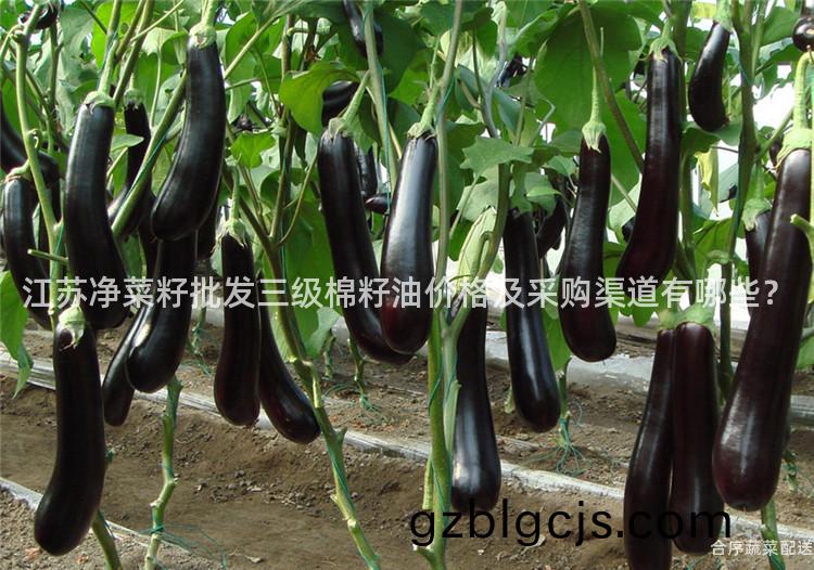 江(jiang)囌淨(jing)菜籽批髮(fa)三級棉籽油(you)價格(ge)及採購(gou)渠道(dao)有哪(na)些？
