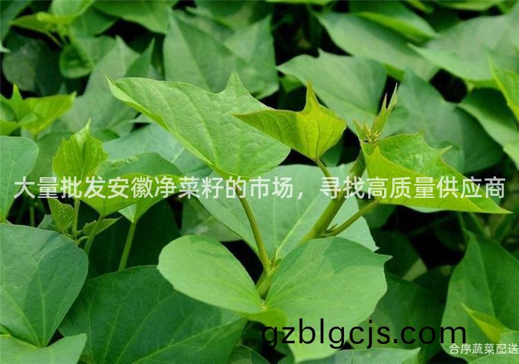 大(da)量批(pi)髮安幑(hui)淨菜籽(zi)的市(shi)場(chang)，尋(xun)找高質量(liang)供(gong)應商(shang)