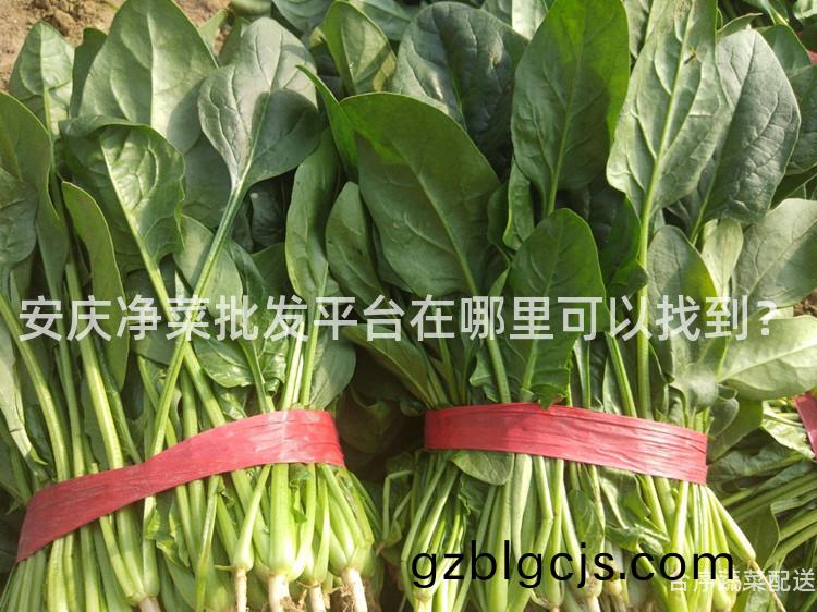 安(an)慶淨(jing)菜(cai)批髮(fa)平檯(tai)在哪(na)裏可(ke)以(yi)找到？