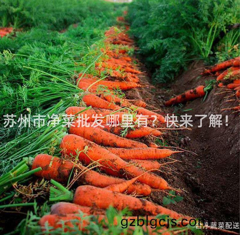 囌(su)州(zhou)市淨菜批髮(fa)哪裏有(you)？快來了(le)解(jie)！