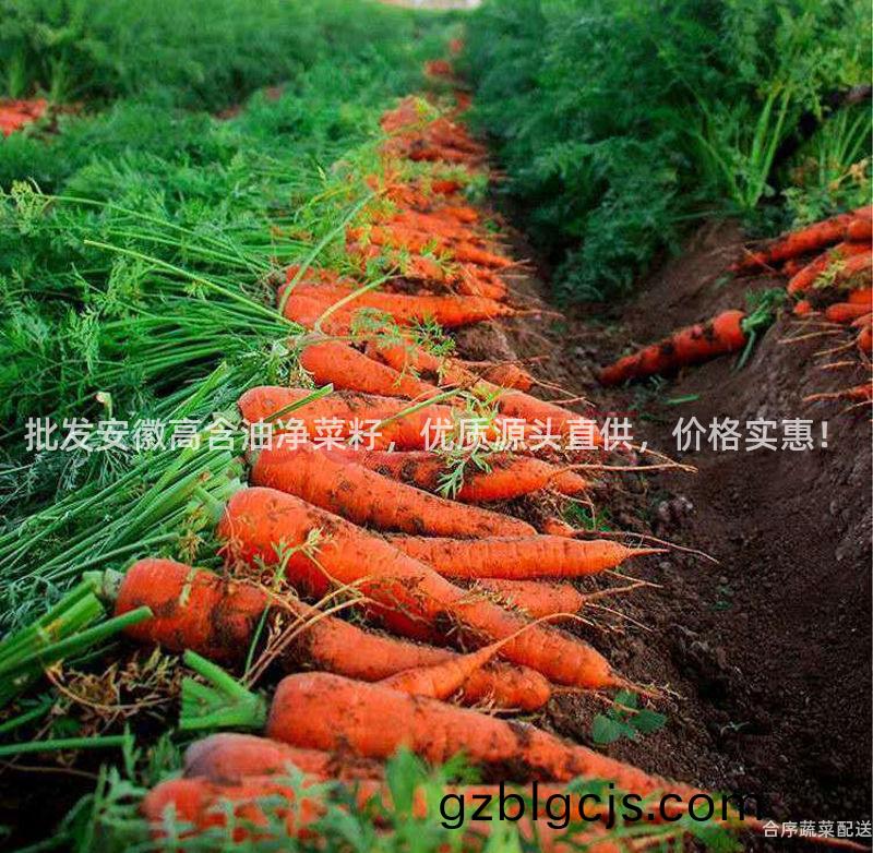 批髮安幑高(gao)含油淨(jing)菜籽，優質(zhi)源頭直(zhi)供(gong)，價格(ge)實(shi)惠(hui)！
