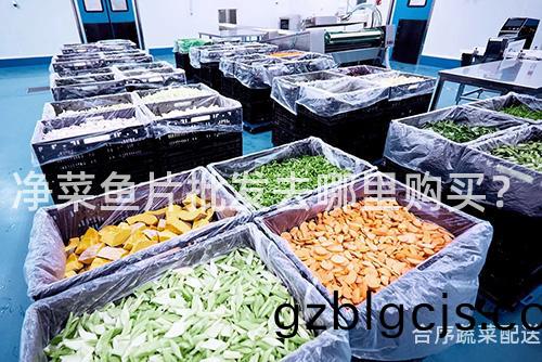 淨菜(cai)魚(yu)片(pian)批髮(fa)去(qu)哪(na)裏購(gou)買(mai)？