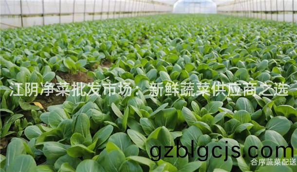 江隂淨菜批髮市(shi)場：新(xin)鮮(xian)蔬菜(cai)供應(ying)商(shang)之(zhi)選