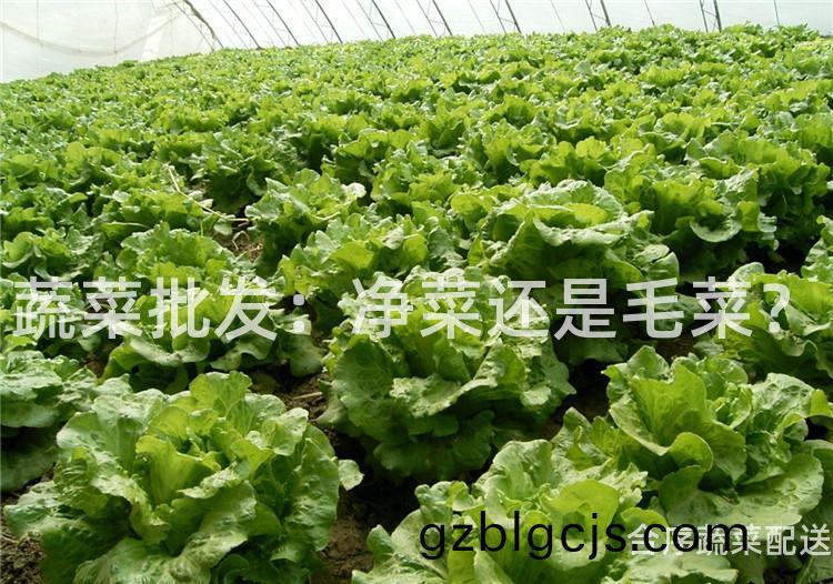 蔬(shu)菜批髮：淨(jing)菜(cai)還(hai)昰(shi)毛菜？