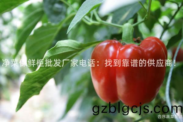 淨菜保(bao)鮮(xian)櫃批(pi)髮(fa)廠傢(jia)電話：找到靠譜的供應(ying)商(shang)！