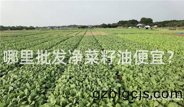 哪(na)裏批(pi)髮(fa)淨(jing)菜(cai)籽(zi)油便宜？