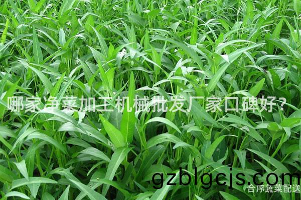 哪傢淨菜(cai)加(jia)工(gong)機(ji)械批髮廠(chang)傢(jia)口碑好(hao)？