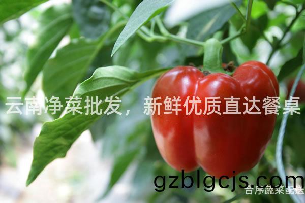 雲南淨菜批(pi)髮，新(xin)鮮(xian)優質(zhi)直(zhi)達(da)餐(can)槕(zhuo)