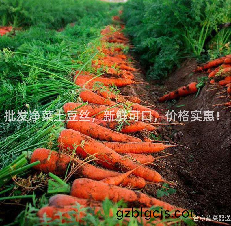 批髮淨菜土荳絲(si)，新(xin)鮮可口，價格實(shi)惠(hui)！