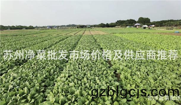 囌州(zhou)淨(jing)菜(cai)批髮市(shi)場價(jia)格及供(gong)應商推薦