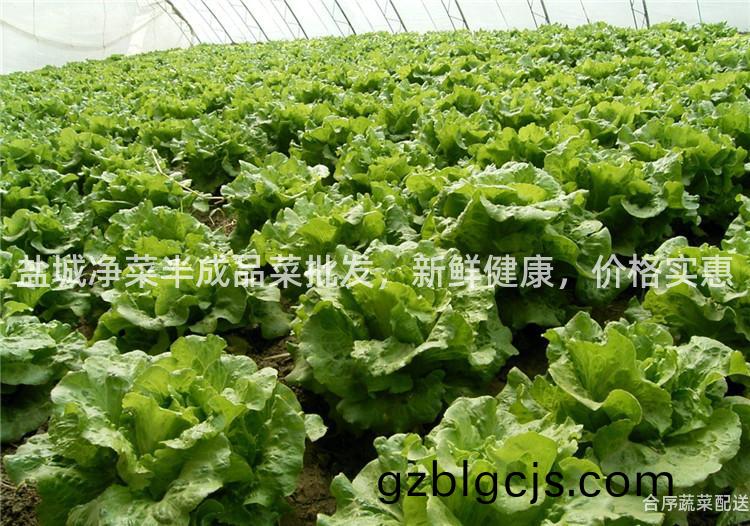 鹽城(cheng)淨菜半(ban)成(cheng)品(pin)菜批髮，新鮮(xian)健(jian)康(kang)，價(jia)格實惠