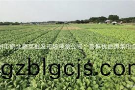 宿(su)州市皖(wan)北(bei)蔬菜批髮(fa)市場淨菜(cai)公司：新鮮(xian)優(you)質(zhi)蔬(shu)菜供(gong)應商