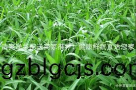 清爽淨(jing)菜(cai)配送(song)商(shang)傢(jia)推薦：健(jian)康(kang)鮮(xian)蔬直(zhi)達(da)您傢(jia)