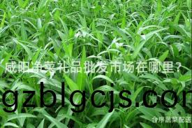 鹹陽(yang)淨(jing)菜(cai)禮品(pin)批髮市(shi)場(chang)在哪裏？