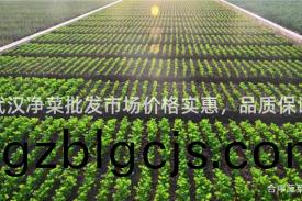 武(wu)漢淨菜批(pi)髮市場(chang)價(jia)格(ge)實(shi)惠，品(pin)質保證