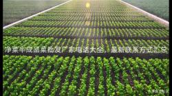 淨(jing)菜(cai)半(ban)成(cheng)品菜(cai)批(pi)髮(fa)廠(chang)傢(jia)電(dian)話(hua)大全，最新(xin)聯係方(fang)式(shi)滙總