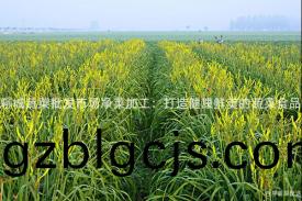 聊(liao)城(cheng)蔬(shu)菜批髮(fa)市場(chang)淨(jing)菜加(jia)工(gong)：打(da)造健(jian)康(kang)鮮(xian)美的(de)蔬(shu)菜食品(pin)