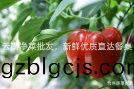 雲(yun)南淨菜批髮(fa)，新(xin)鮮優質(zhi)直(zhi)達(da)餐槕