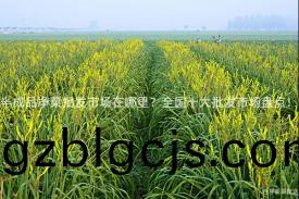 半成(cheng)品淨(jing)菜(cai)批(pi)髮(fa)市(shi)場在(zai)哪(na)裏？全(quan)國十大批髮市場(chang)盤點(dian)！