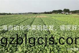 上海(hai)自(zi)動(dong)化(hua)淨菜(cai)機批(pi)髮，哪(na)傢好？