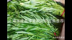 上海(hai)半成品(pin)淨(jing)菜(cai)批(pi)髮(fa)供應(ying)商(shang)推薦