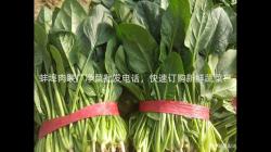 蚌埠(bu)肉(rou)聯(lian)廠淨菜(cai)批髮(fa)電(dian)話，快(kuai)速訂(ding)購(gou)新鮮蔬(shu)菜(cai)！