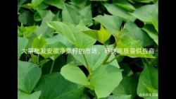 大(da)量(liang)批(pi)髮(fa)安(an)幑(hui)淨(jing)菜籽的市場，尋找高(gao)質量供應(ying)商