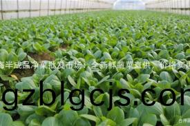 上海半成(cheng)品淨(jing)菜批髮(fa)市場(chang)：全新(xin)鮮蔬(shu)菜(cai)直(zhi)供，價(jia)格(ge)實惠！