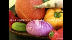 深入探訪(fang)淨(jing)菜(cai)批髮(fa)市場(chang)：價(jia)格、品(pin)質(zhi)、交(jiao)易方(fang)式(shi)全(quan)解(jie)析