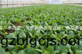 淨菜(cai)廠傢(jia)批髮(fa)：優質(zhi)新鮮(xian)蔬(shu)菜(cai)直(zhi)供，價(jia)格實(shi)惠！