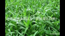 北(bei)京(jing)即(ji)時淨菜(cai)批(pi)髮，新(xin)鮮(xian)直達您傢(jia)！