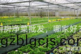 廚(chu)房淨菜(cai)批(pi)髮(fa)，哪傢好(hao)？