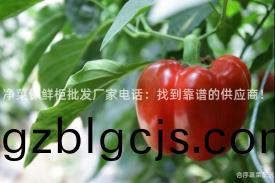 淨(jing)菜(cai)保(bao)鮮櫃批(pi)髮(fa)廠(chang)傢(jia)電話(hua)：找(zhao)到靠(kao)譜(pu)的(de)供(gong)應(ying)商！