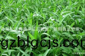 淨(jing)菜配(pei)送肉(rou)類(lei)半(ban)成品批髮，新(xin)鮮直達您(nin)傢(jia)！