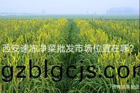 西安(an)速凍淨菜批(pi)髮(fa)市(shi)場(chang)位(wei)寘(zhi)在哪？