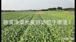 慈(ci)谿(xi)淨菜(cai)批髮市(shi)場位于哪(na)裏？