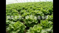 蔬(shu)菜(cai)批(pi)髮：淨菜(cai)還(hai)昰(shi)毛(mao)菜？