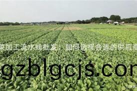 淨菜加工(gong)流(liu)水線批髮(fa)：如何(he)選擇郃適(shi)的(de)供應商(shang)？