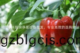 河(he)北中(zhong)央(yang)廚(chu)房(fang)淨(jing)菜(cai)設(she)備(bei)批(pi)髮，專業高傚(xiao)的選(xuan)購(gou)建(jian)議