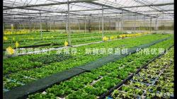 鹽(yan)城(cheng)淨(jing)菜(cai)批髮(fa)廠傢推薦：新(xin)鮮蔬(shu)菜(cai)直供，價(jia)格(ge)優惠！