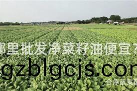 哪裏批髮(fa)淨(jing)菜籽(zi)油便(bian)宜？
