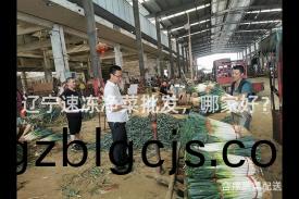 遼(liao)寧(ning)速凍淨(jing)菜批髮，哪(na)傢好？