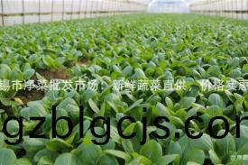 無(wu)錫(xi)市(shi)淨菜批髮(fa)市場：新鮮(xian)蔬菜(cai)直(zhi)供(gong)，價(jia)格實(shi)惠(hui)！